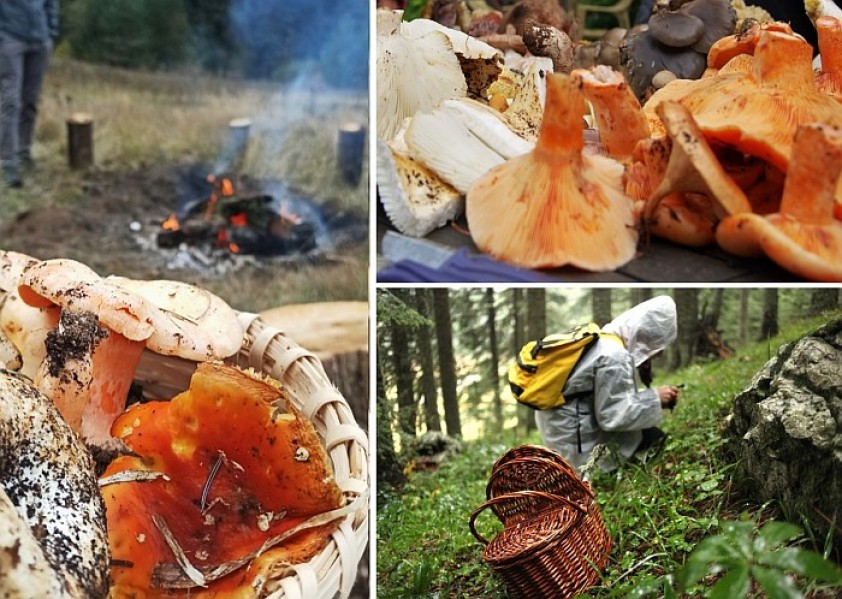 Kastamonu Mantar Şenliği